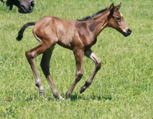 Thoroughbred filly by Griffinite