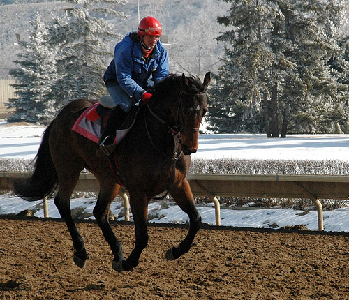 Exercise rider on thoroughbred